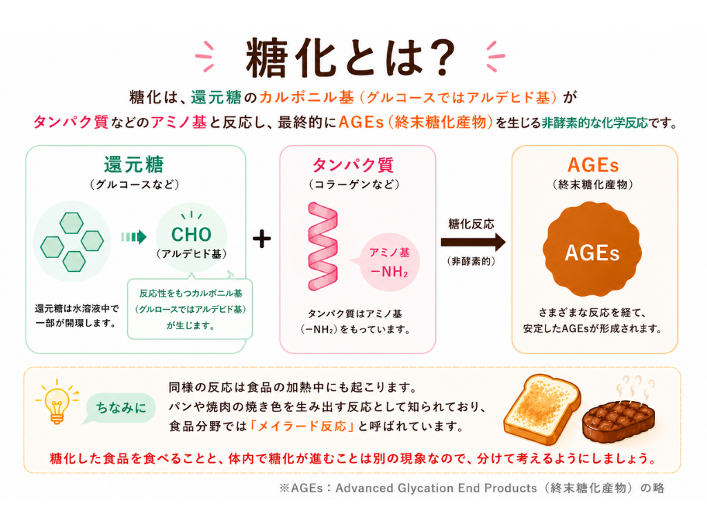 健康や美容で注目されている糖化は、糖とタンパク質の反応です_フラメルのコラム_フラコ